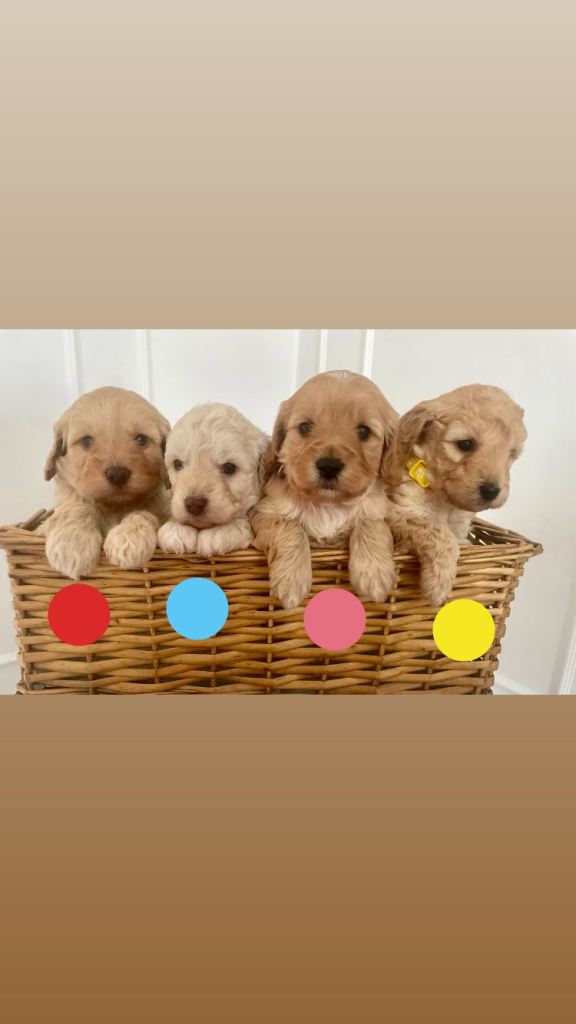 Cavapoo Puppies 🐶