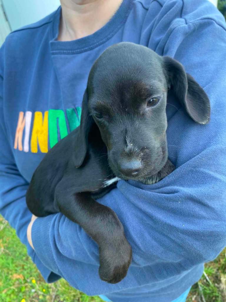 Gorgeous pattercock puppies ready now show cocker spaniel x patterdale 
