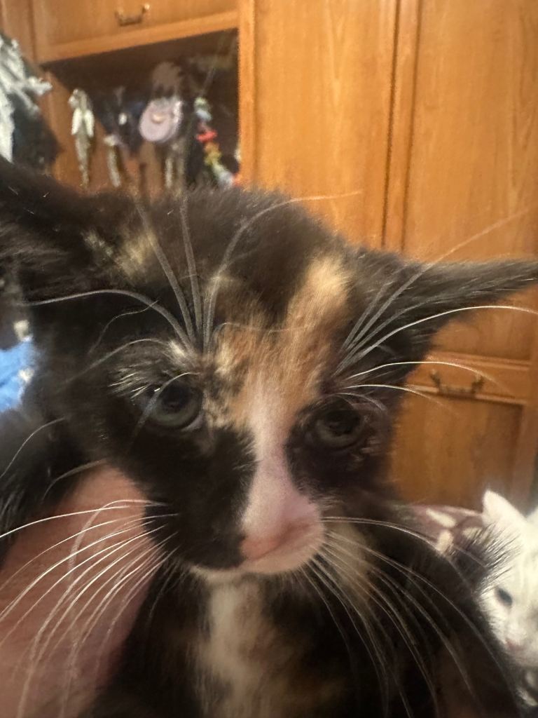Kittens for sale 