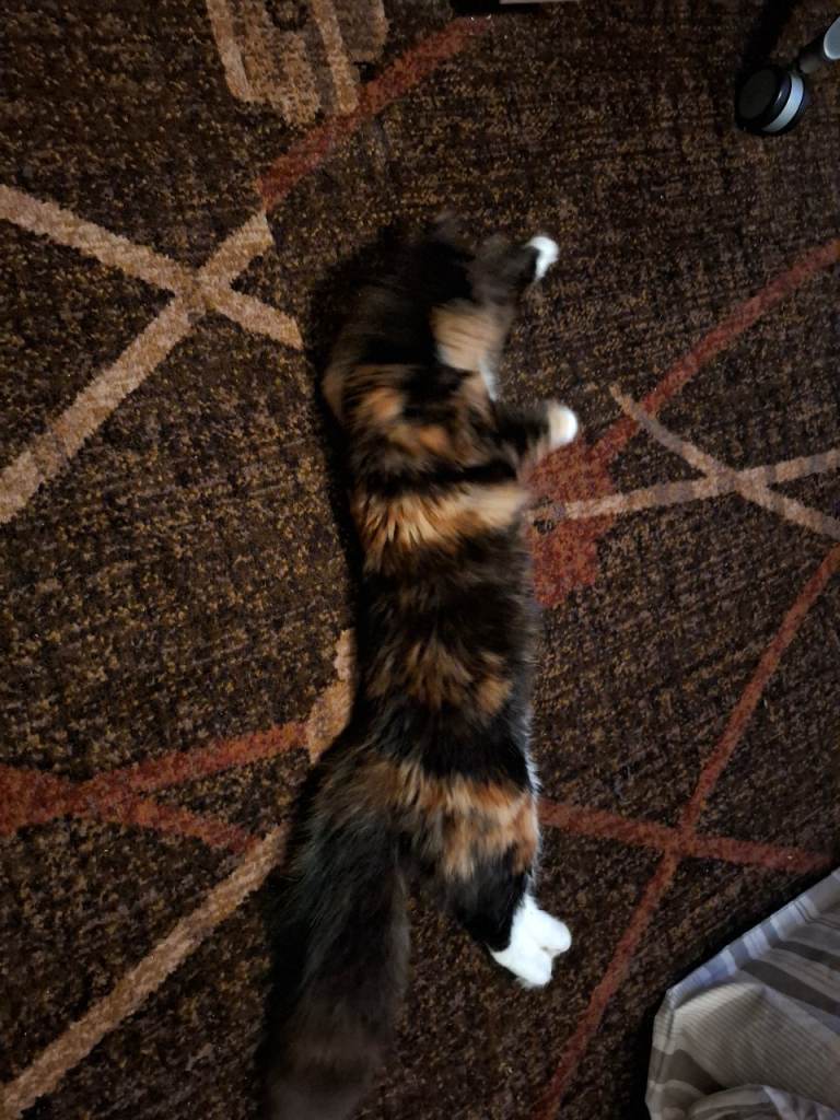 British long hair cat 