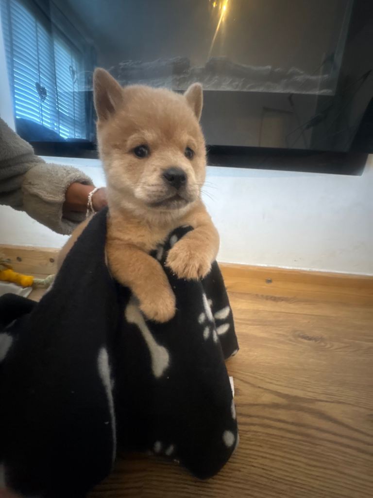 Reduced chow pups