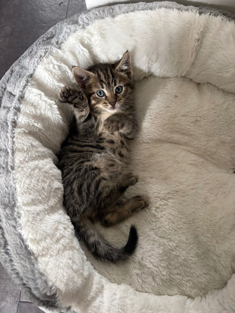 Beautiful Tabby Kitten