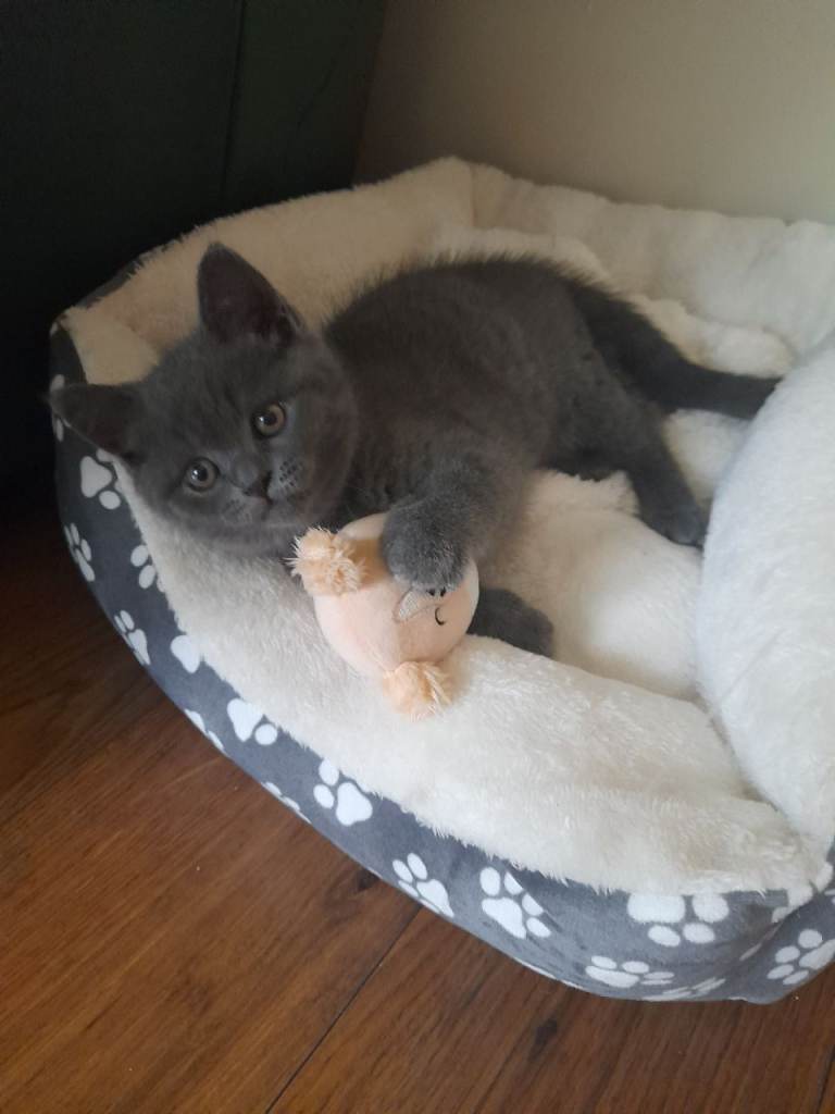 British shorthair kitten