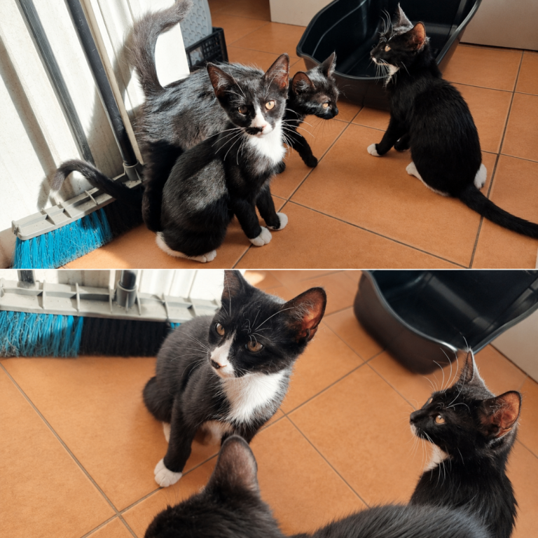 Black and Tuxedo Kittens REHOME ASAP