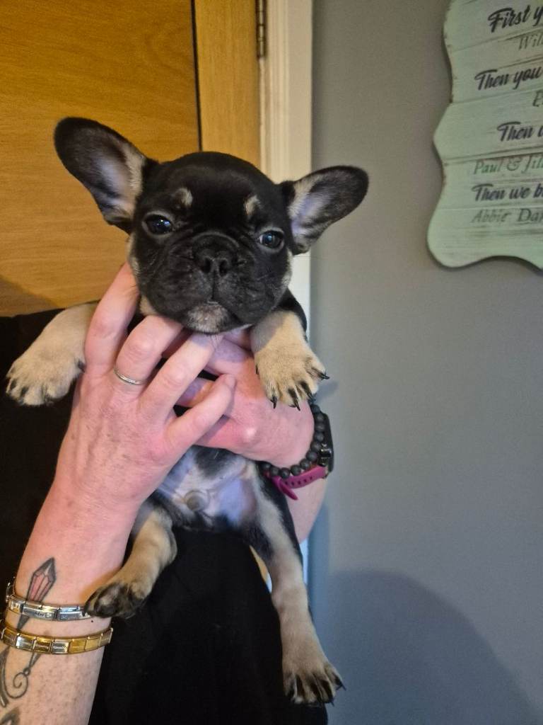 French bulldog puppies.