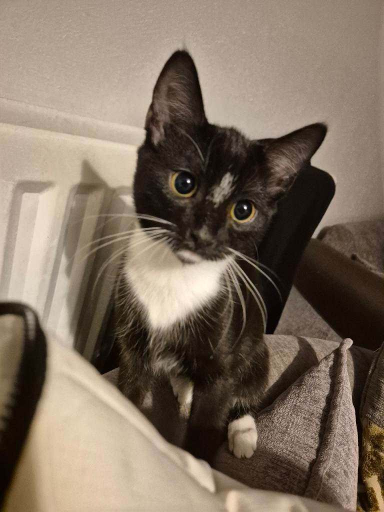 Male kitten 13 weeks old