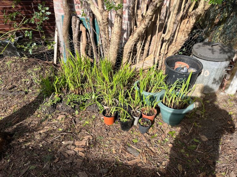 Crocosmia (Montbretia) plants and corms for sale