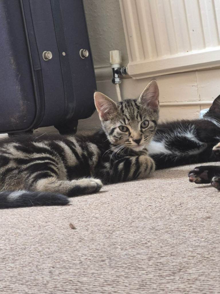 Kittens for sale