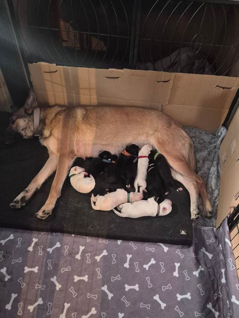 Puppies
