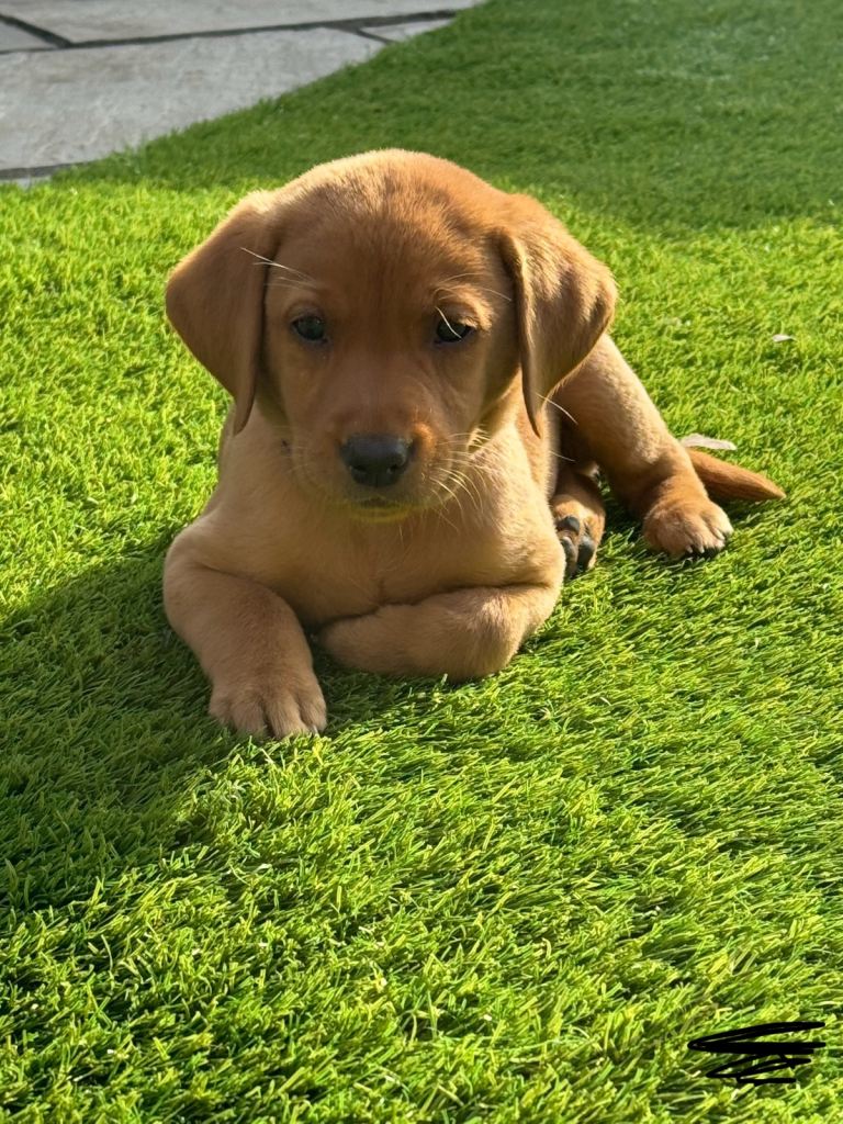 Red fox Labrador 