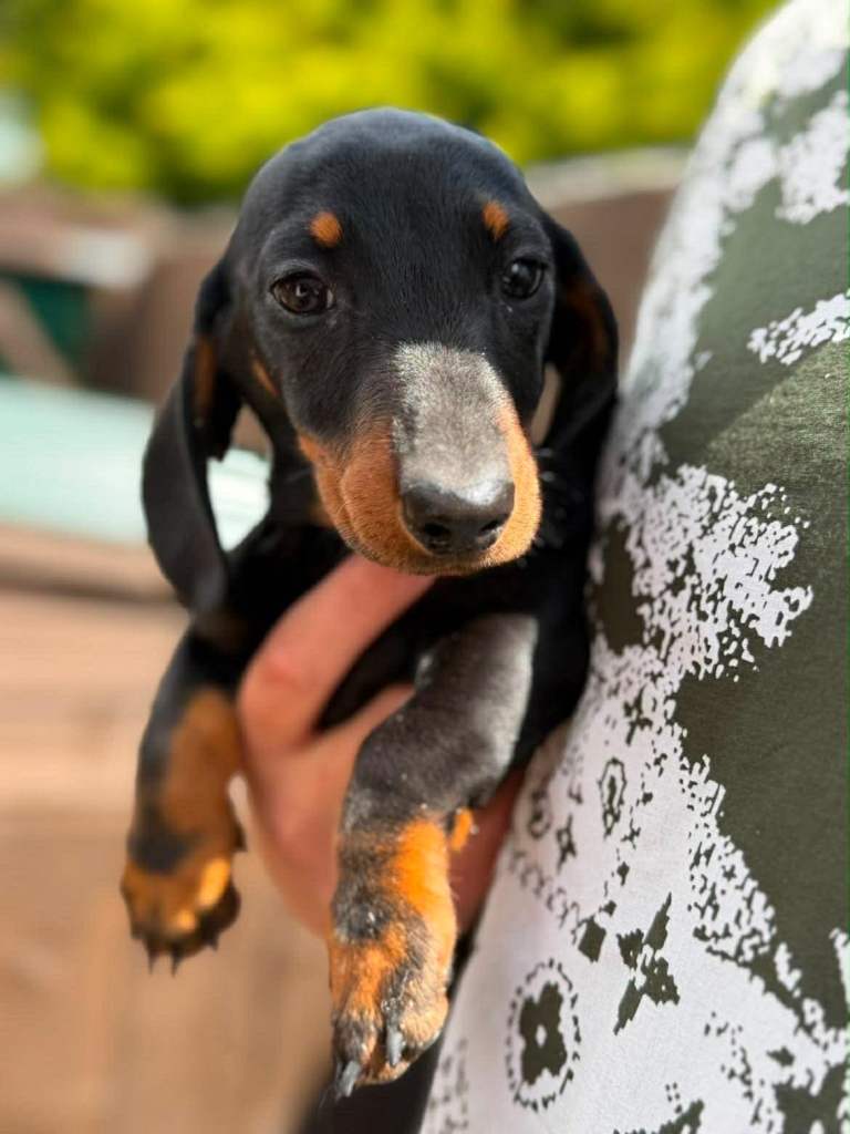 Miniature Dachshund Puppy