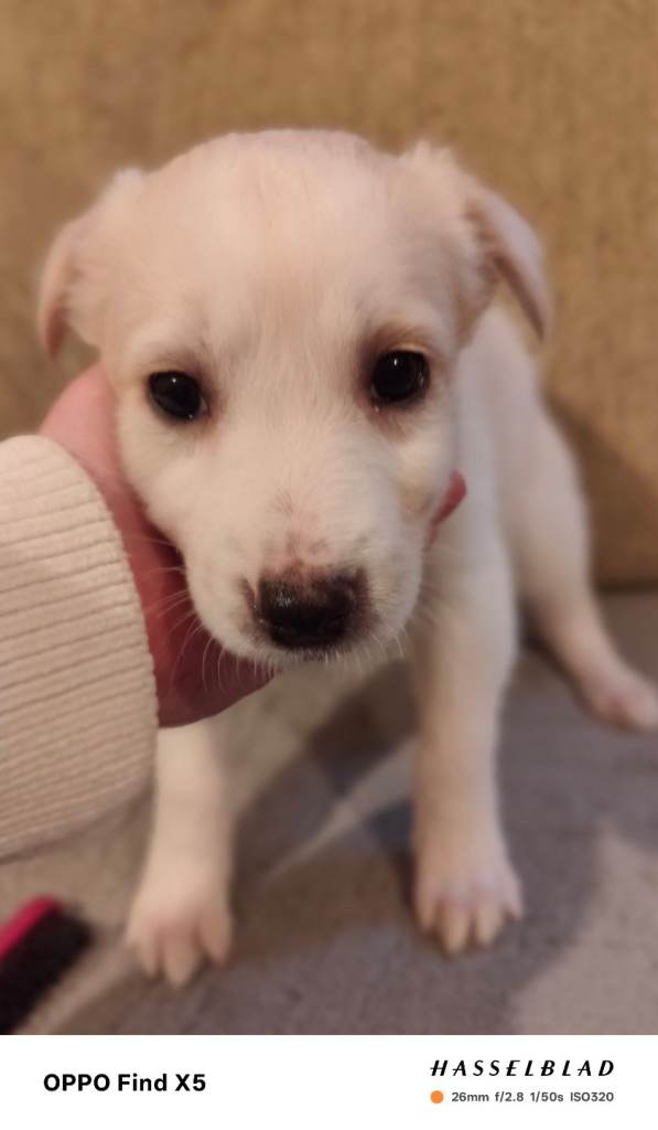 3x Belgian shepherd puppies