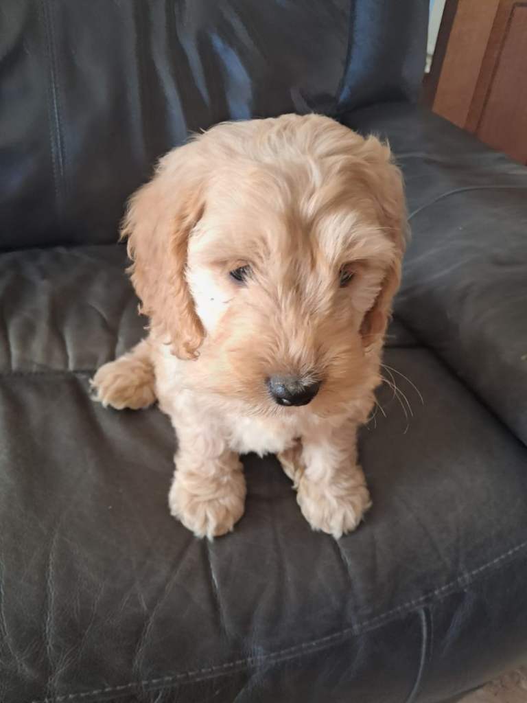 Cockapoo pups
