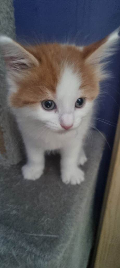 Kittens for sale