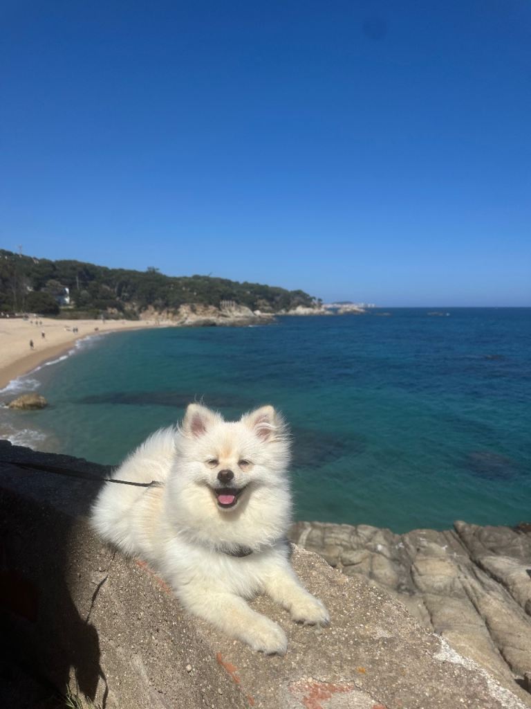 White Pomeranian 