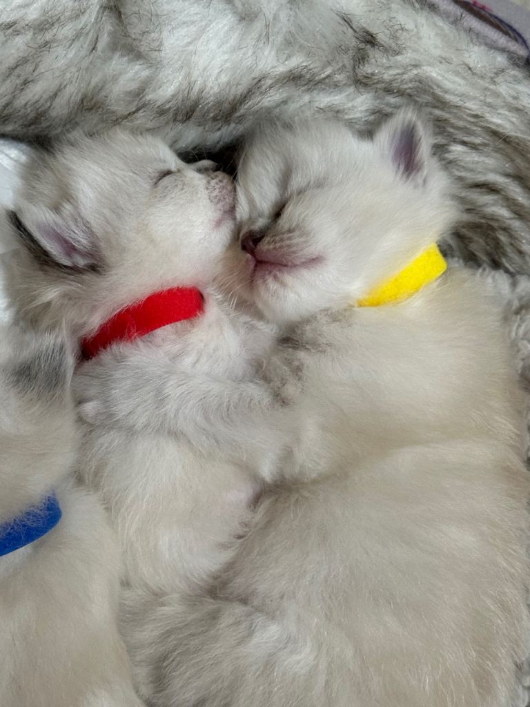 Ragdoll kittens for sale