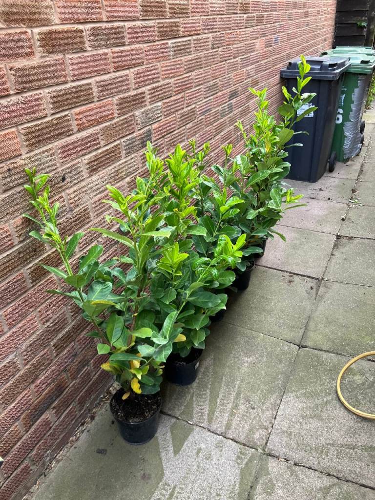 Laurel hedging