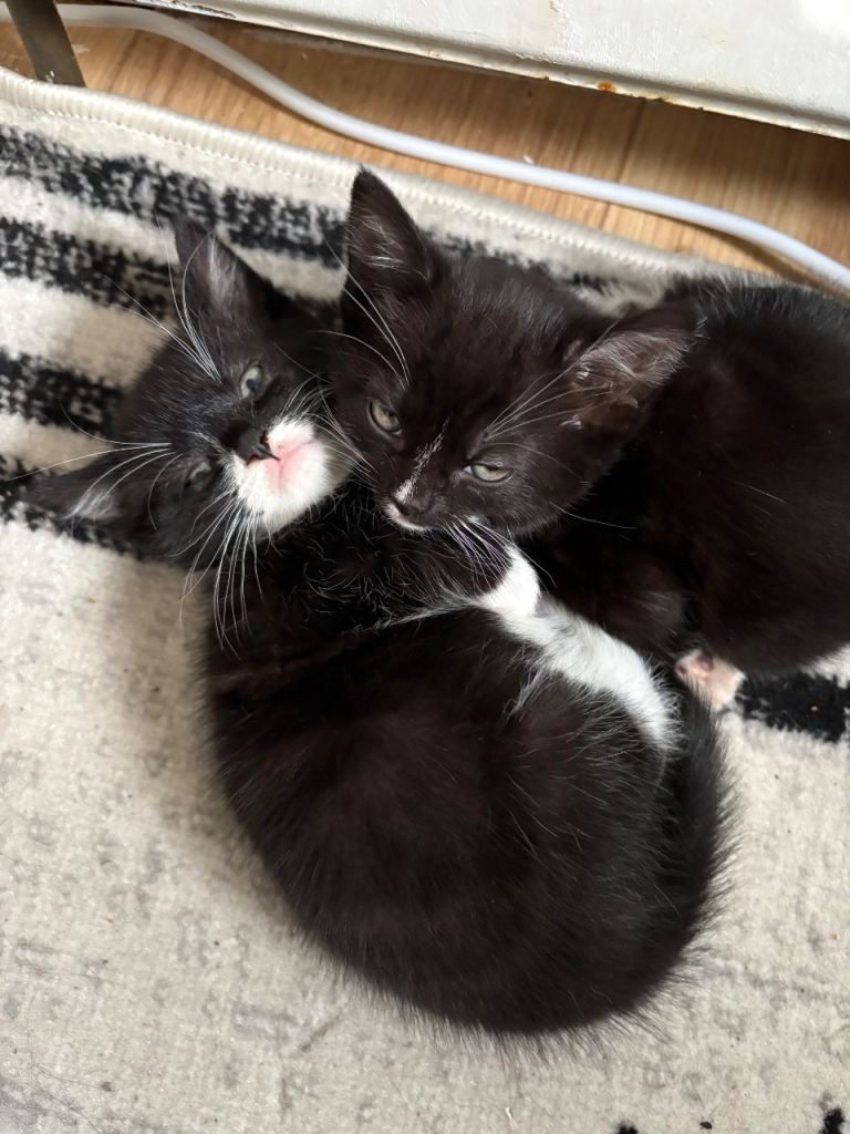 2 Lovely Tuxedo Kittens