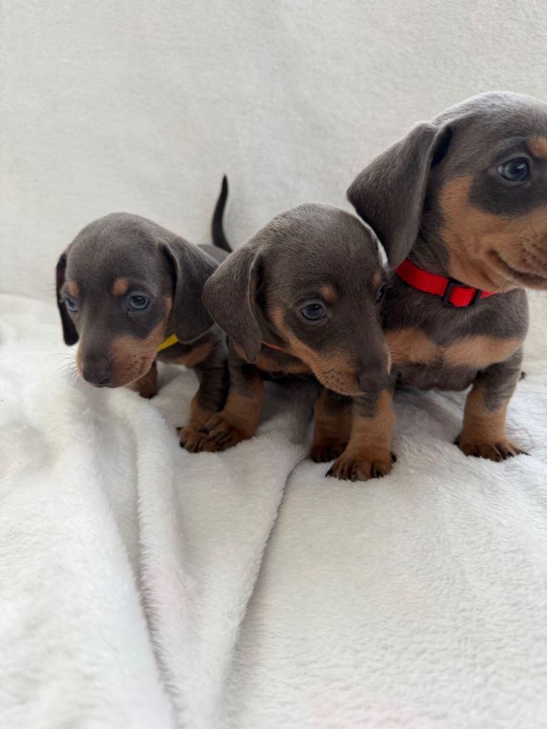 Miniature dachshund puppies