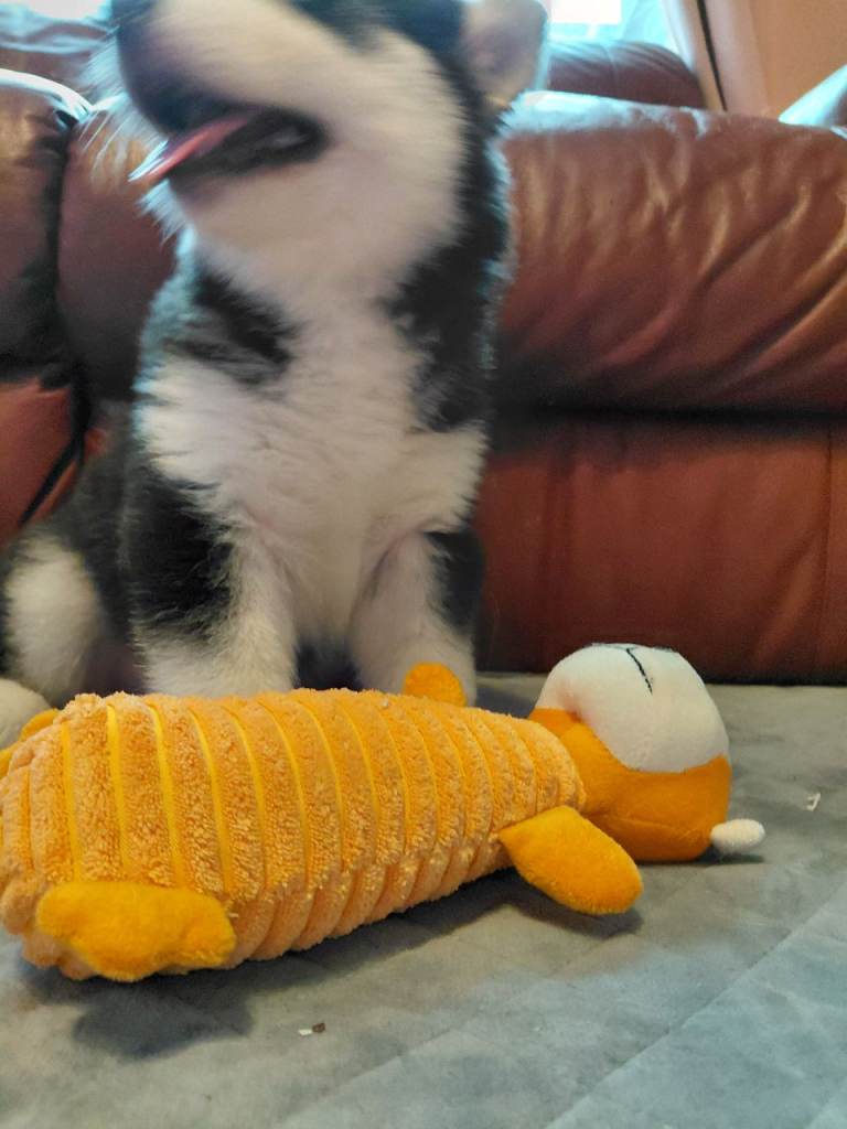 Husky puppies for sale