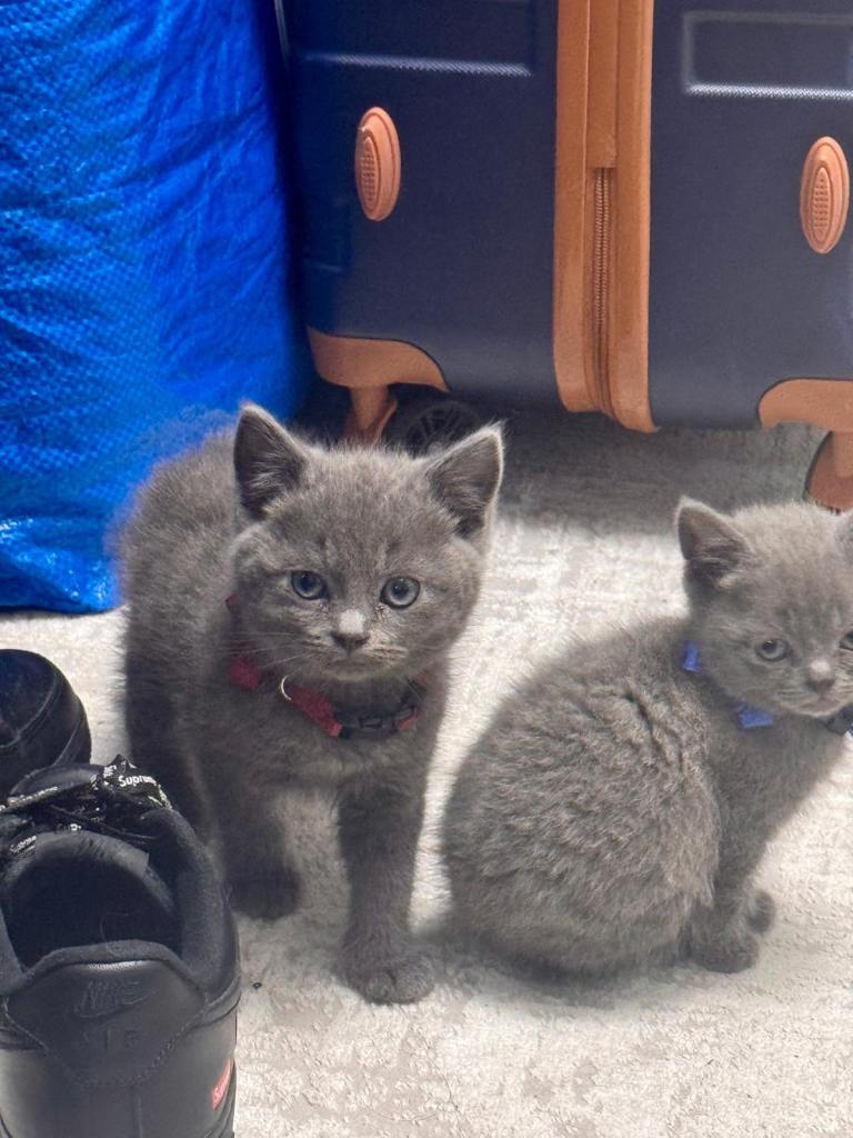 Kitten Grey British shorthair