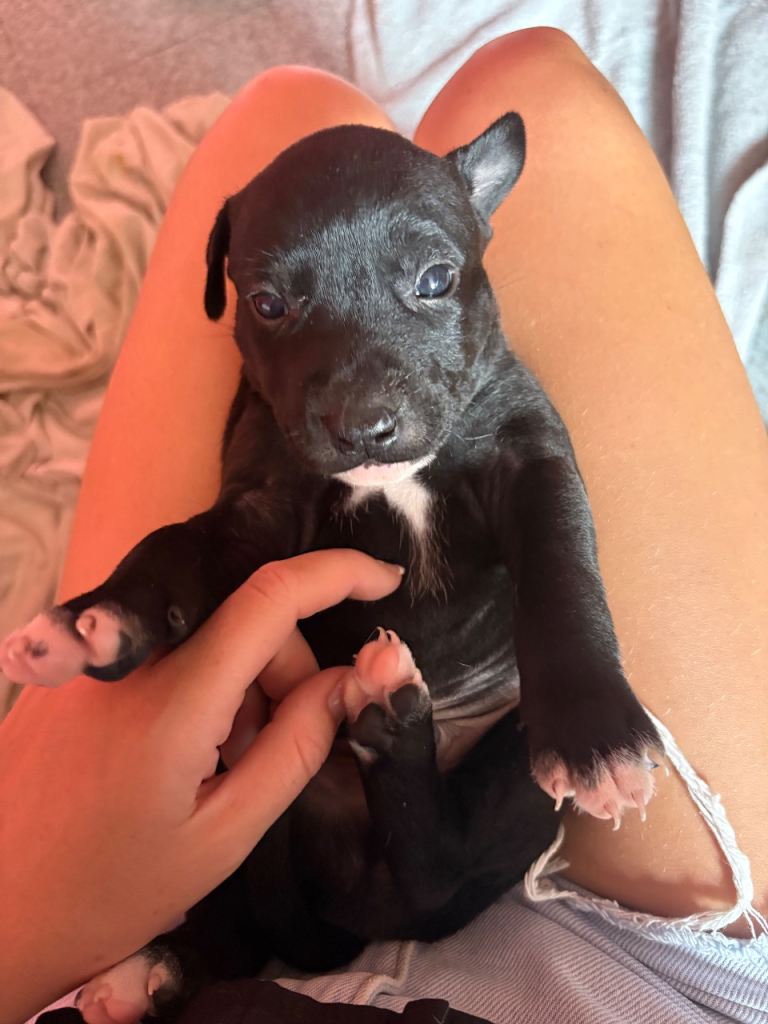 🐶 Gorgeous Staffy x Rhodesian Ridgeback Puppies – Ready in 3 Weeks!