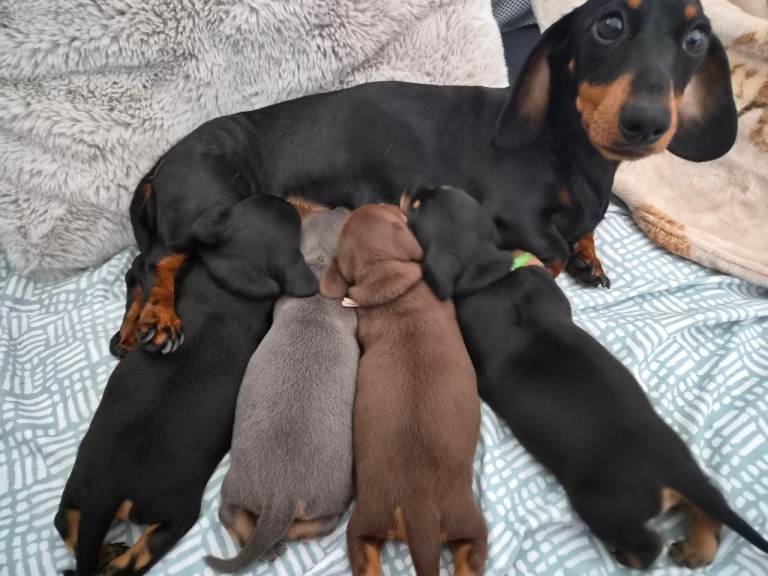 3 beautiful male miniature daschunds 