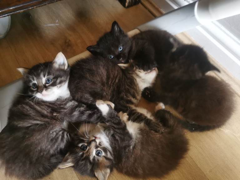 Half Ragdoll kittens 