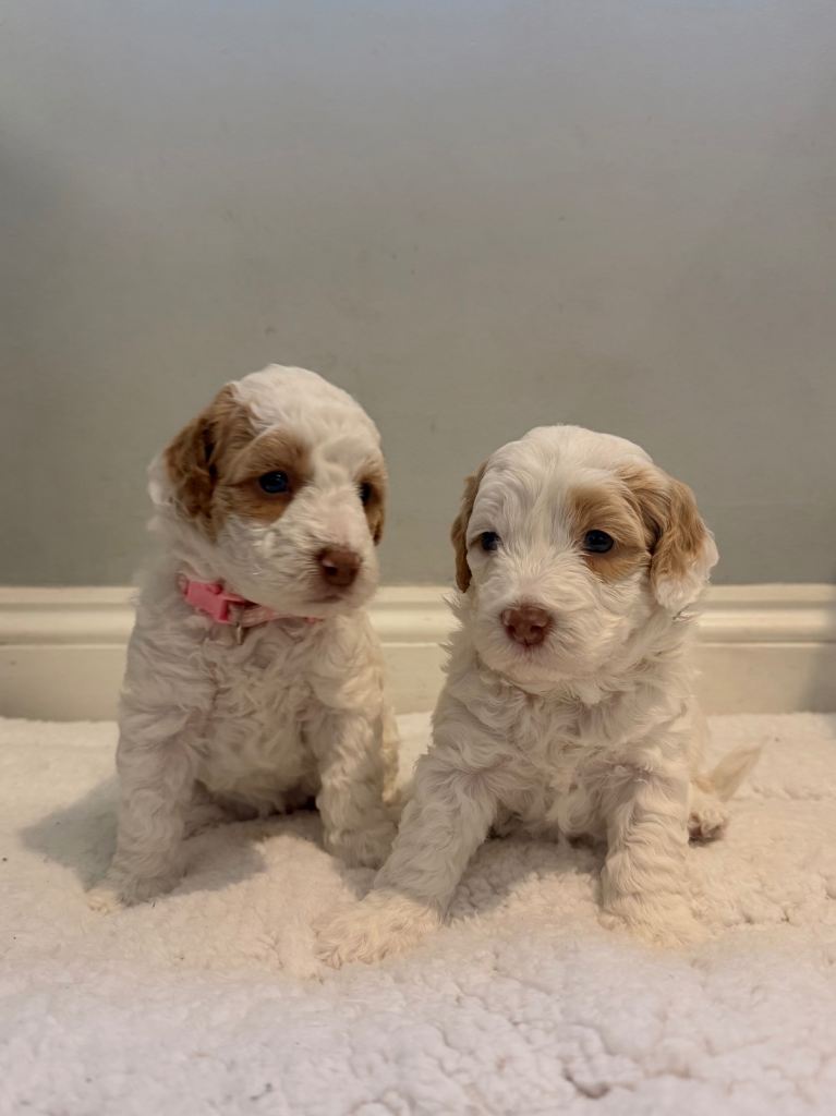 Cockapoo puppies