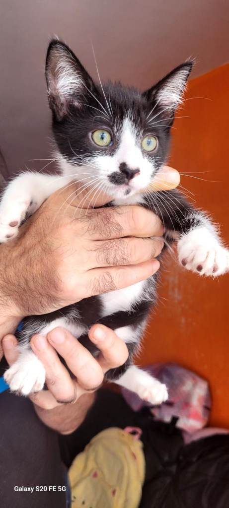 Kittens