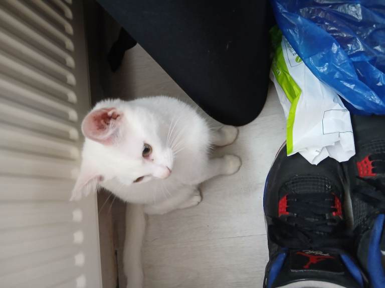 White Kitten Ready for a New Home