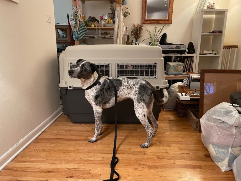 XL Dog Crate - Airline Compliant