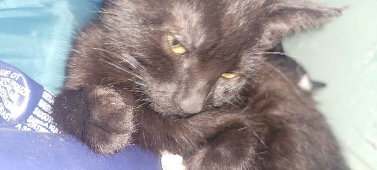 Male kitten looking for new home  ASAP