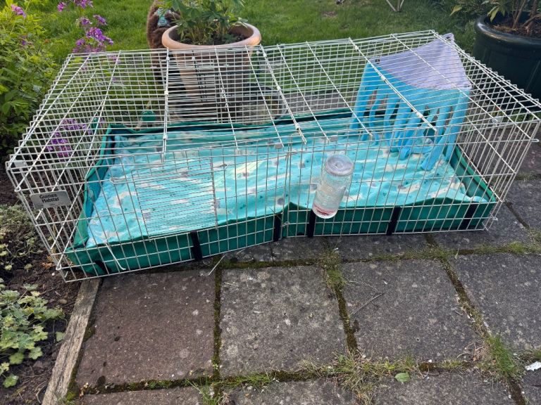 Guinea pig Habitat Midwest cage