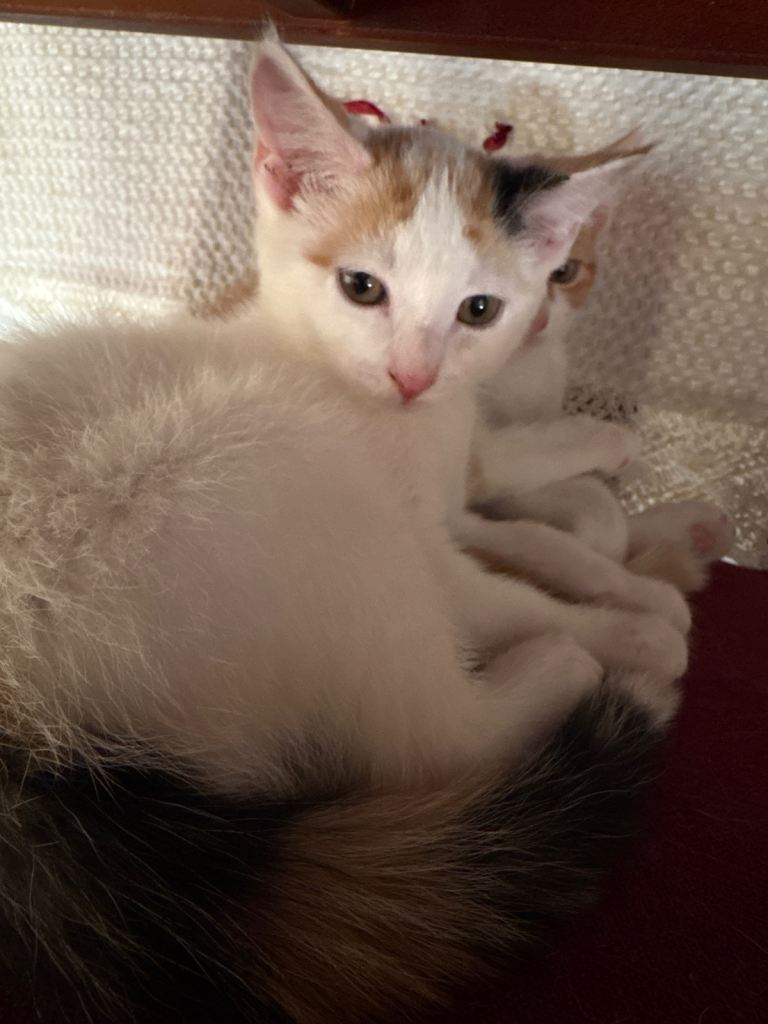 2 kittens for sale