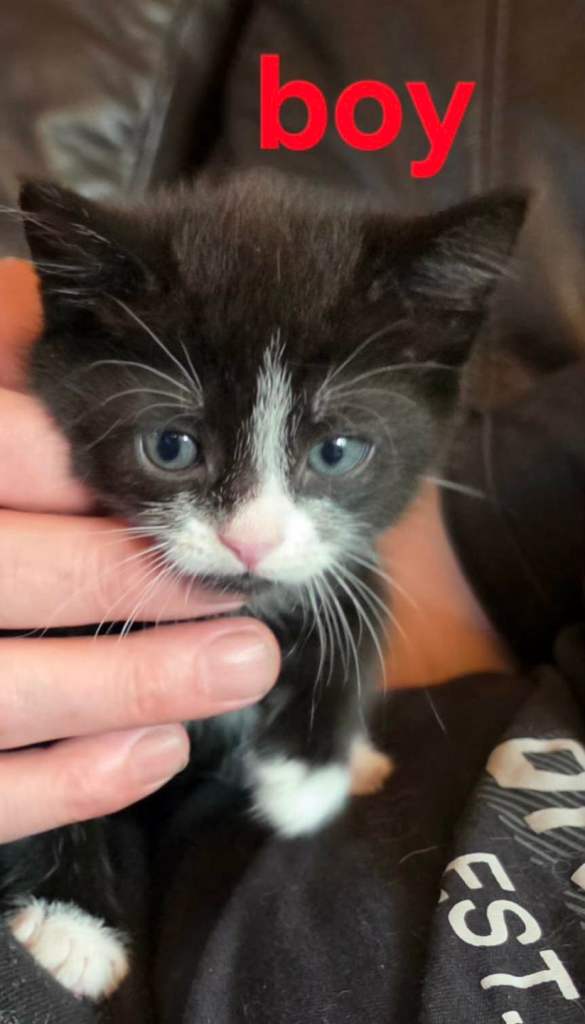 2 kittens 