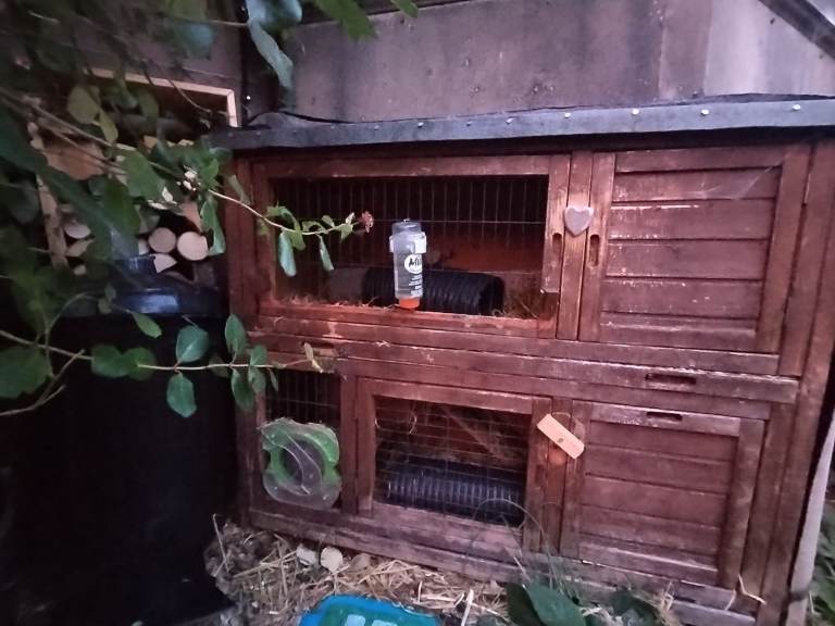Guinea Pig Hutch FREE