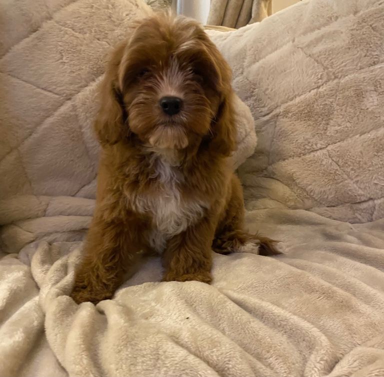 Red cavapoo boys ready to go 