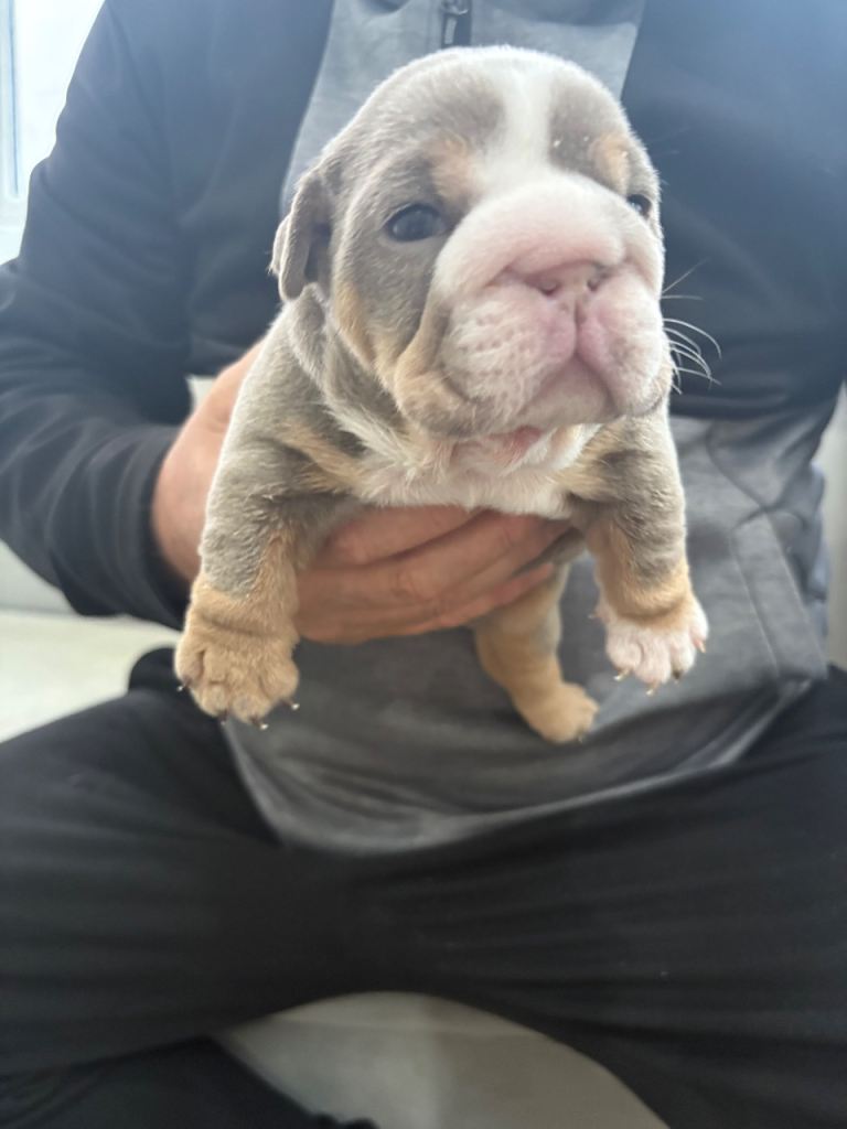 English bulldog puppy