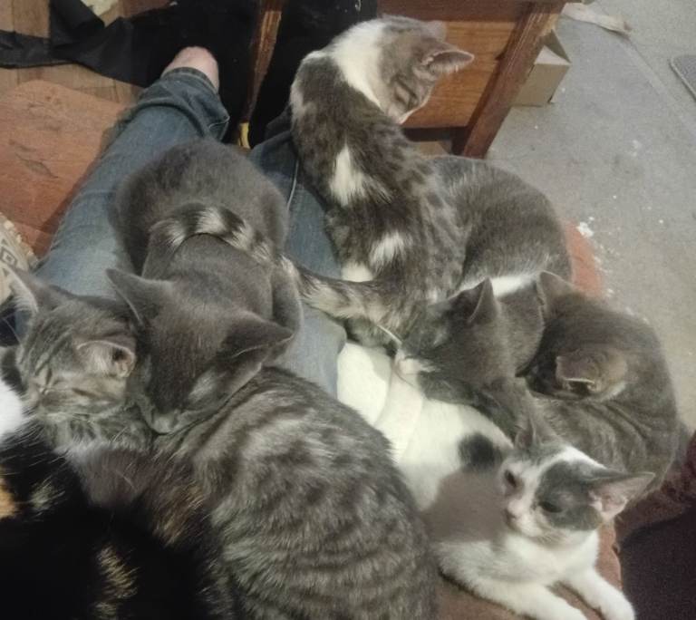 Ragdoll x British Short Hair Kittens (4)