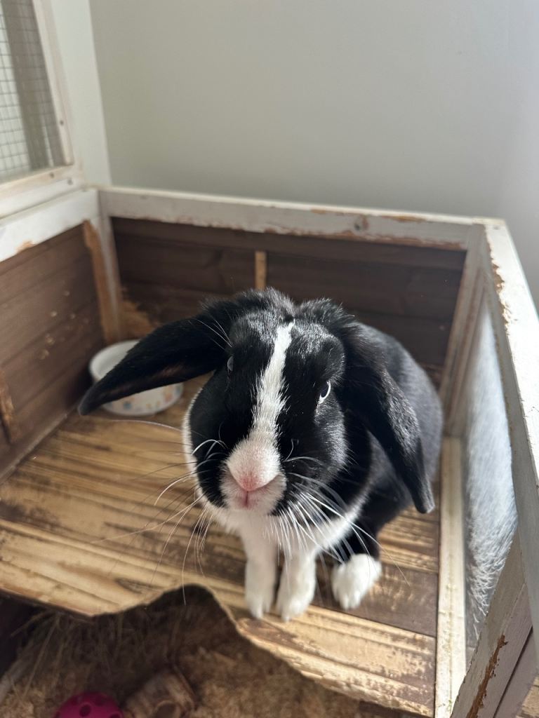 Rabbit to be rehomed