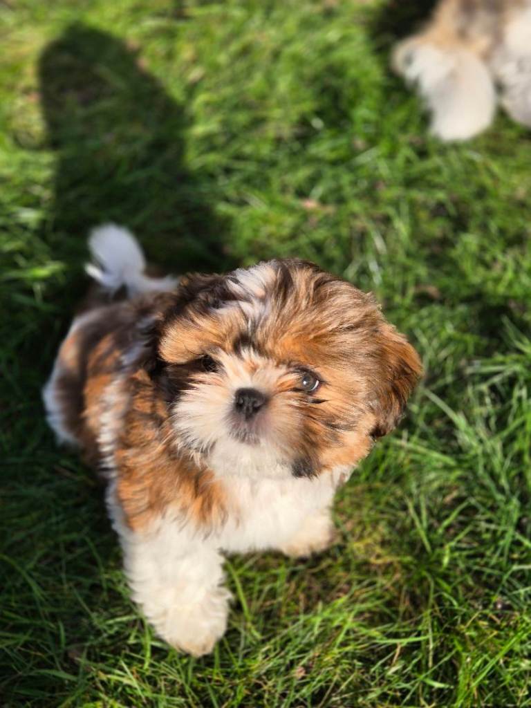 KC Registered Shih Tzu Puppies