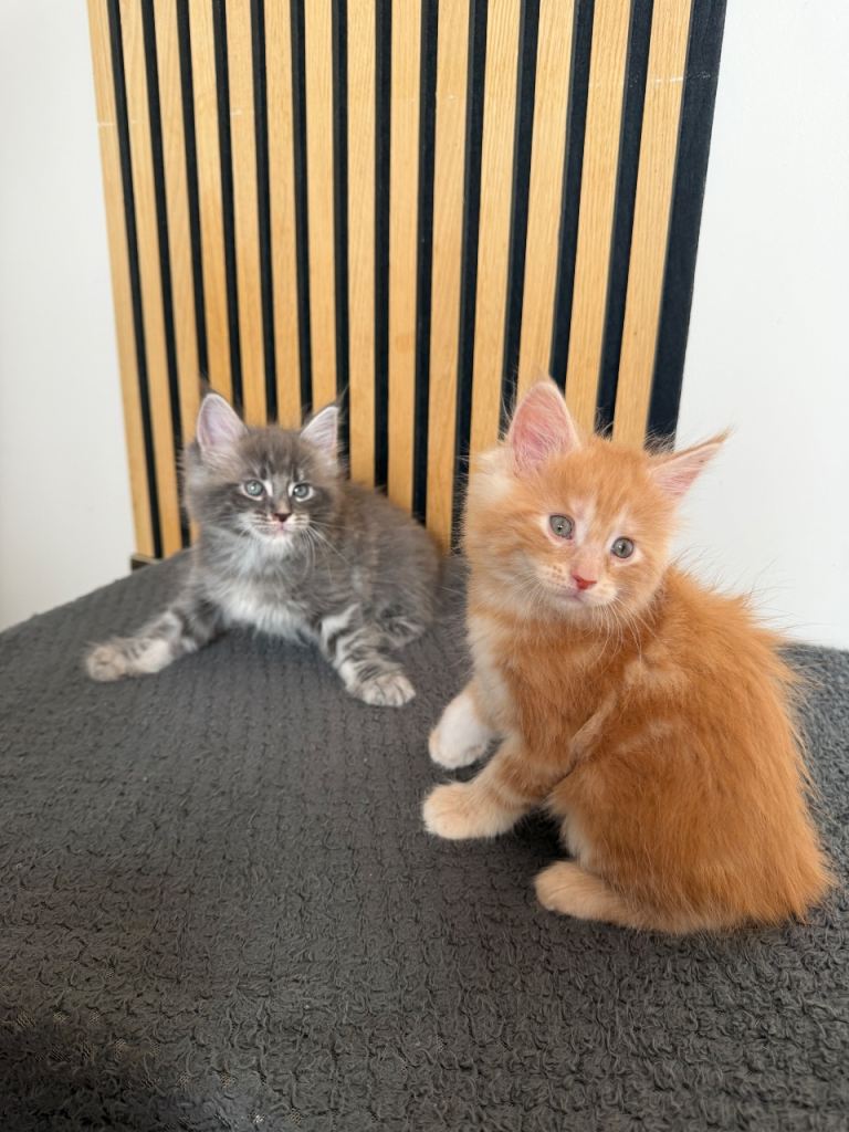 Maine coon kittens 