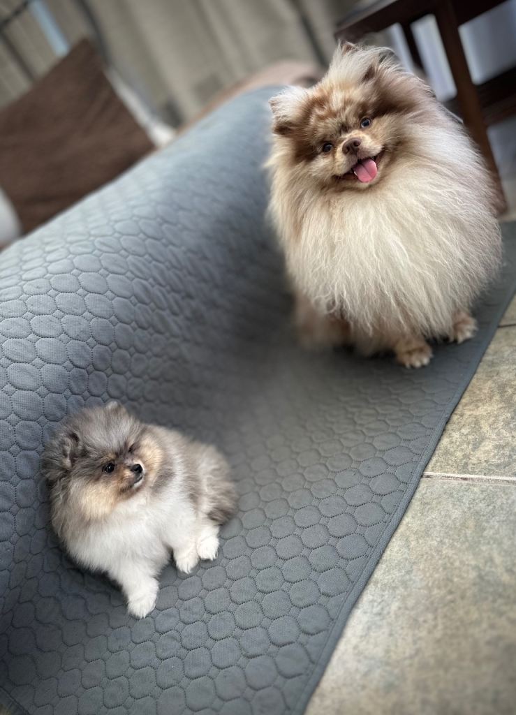 Teddy Pomeranian puppies