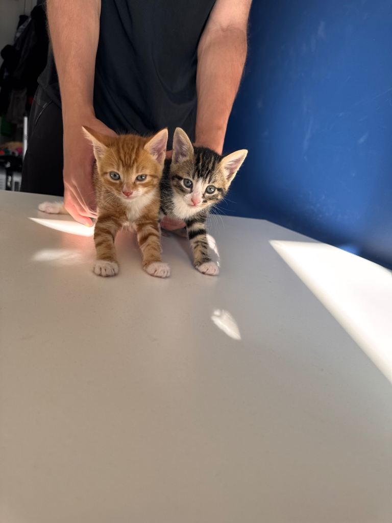 10x 8 week old kittens available girls and boys