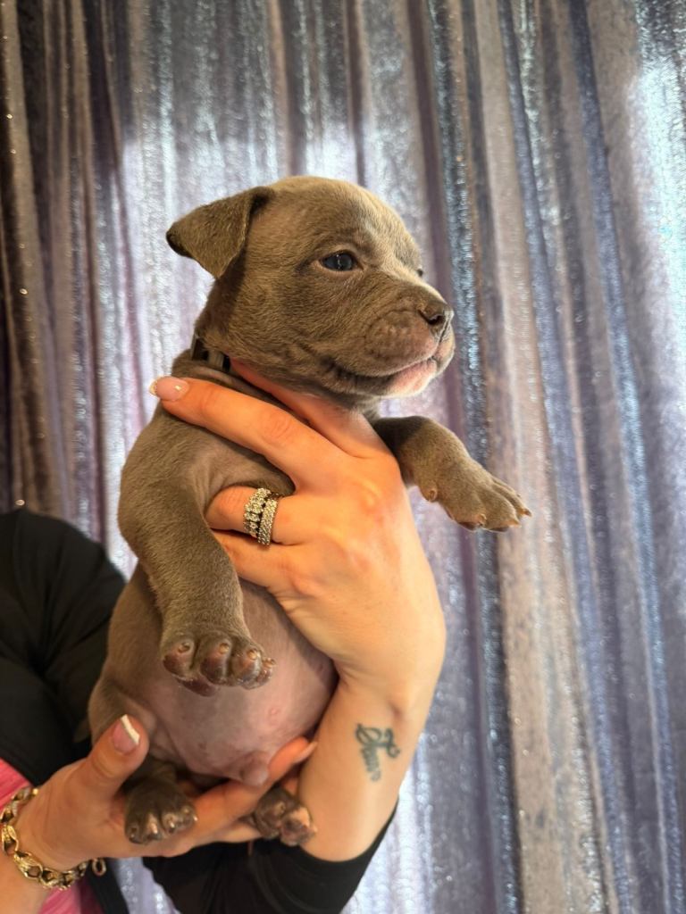 ⭐️ TOP BLOODLINE AMERICAN POCKET BULLY ⭐️