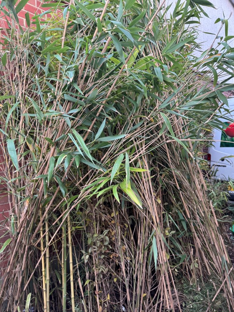 Bamboo plants 3-4m tall