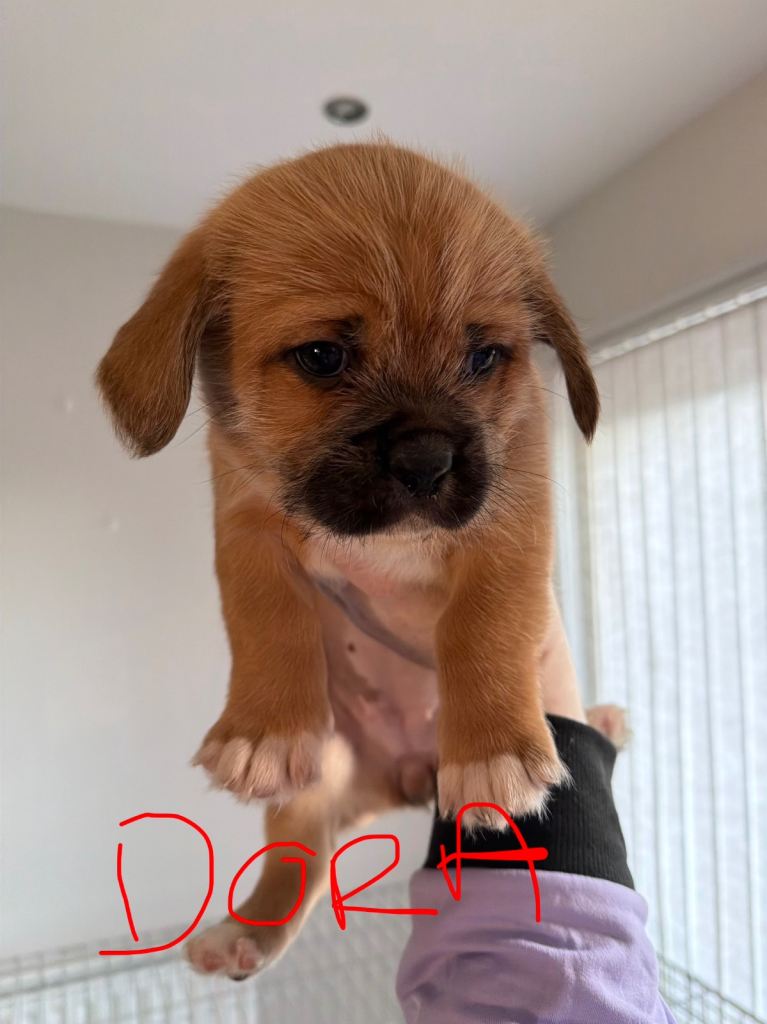 Cross/mixed breed Shih Tzu Puppies