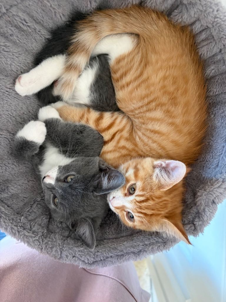 Kittens 
