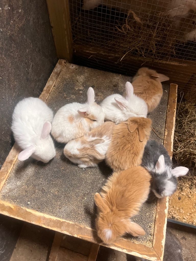 lion lop